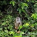 monkey_squirrel_common_la_h_0623_ecu2571.jpg